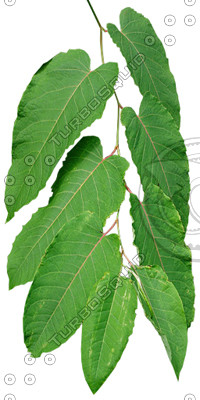 Branch_tropic_3.tga