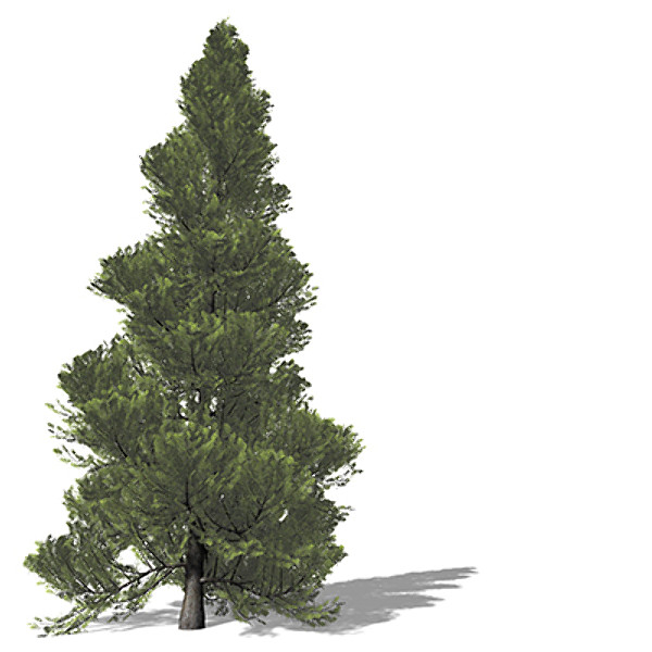 XfrogPlants Eastern Arborvitae Texture Maps
