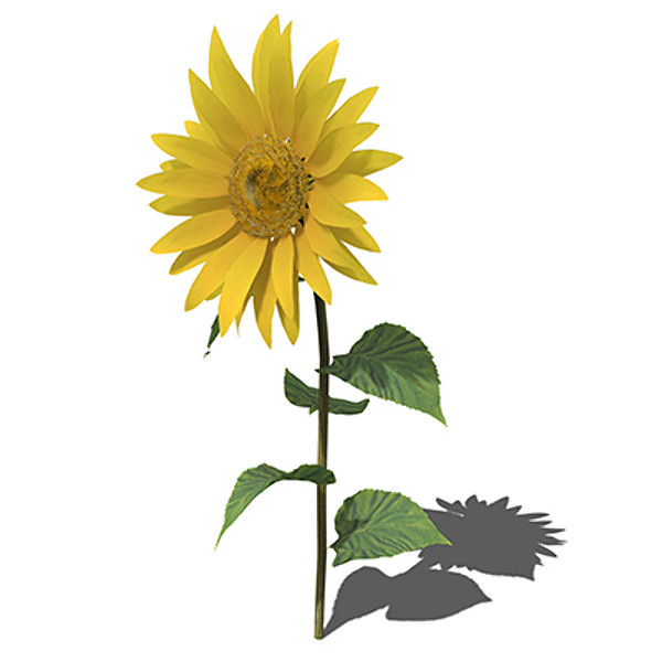 XfrogPlants Sunflower 3D Models