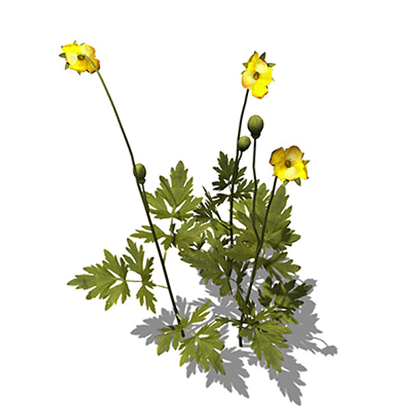XfrogPlants Creeping Buttercup 3D Models