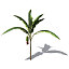 XfrogPlants Banana plant