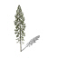 XfrogPlants Black Spruce