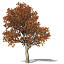 XfrogPlants Red Oak