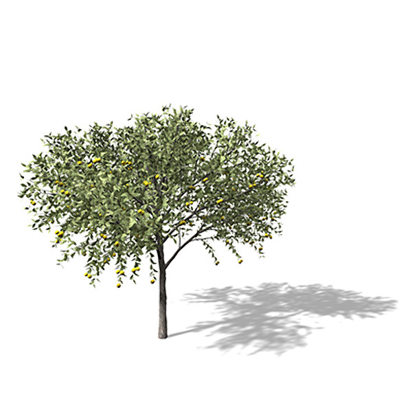 xfrogplants guava tree 3d 3ds - XfrogPlants Guava by xfrog