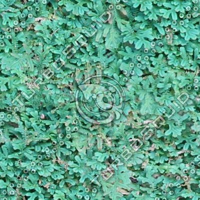 GroundCover-HI_Tiles_MR.tga