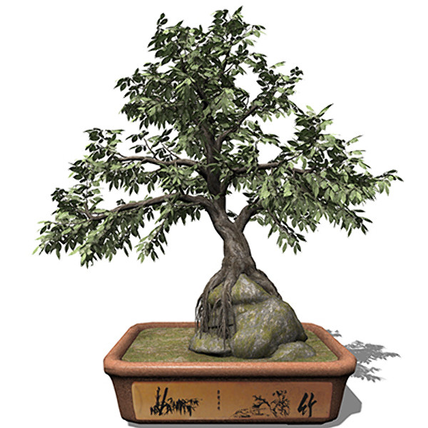 obj xfrogplants bonsai hornbeam - XfrogPlants Bonsai Hornbeam by xfrog