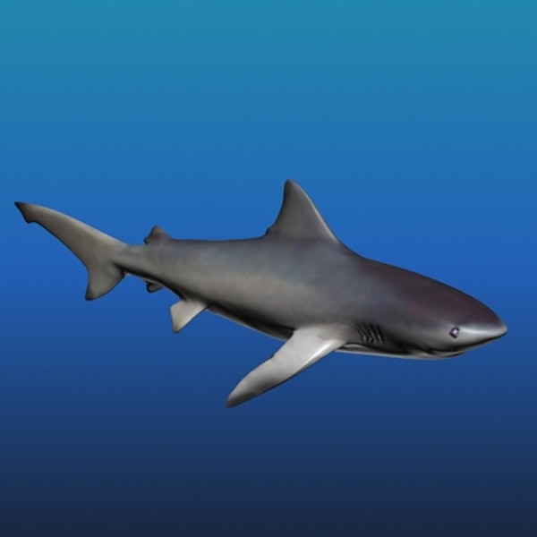 animated shark pictures