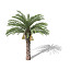 XfrogPlants Date Palm