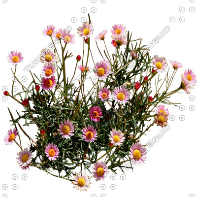 Flower_H_13.tga
