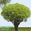 Japanese White Pine  High Resolution