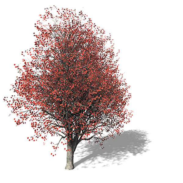 XfrogPlants Red Maple Texture Maps