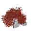 XfrogPlants Autumn Japanese Maple
