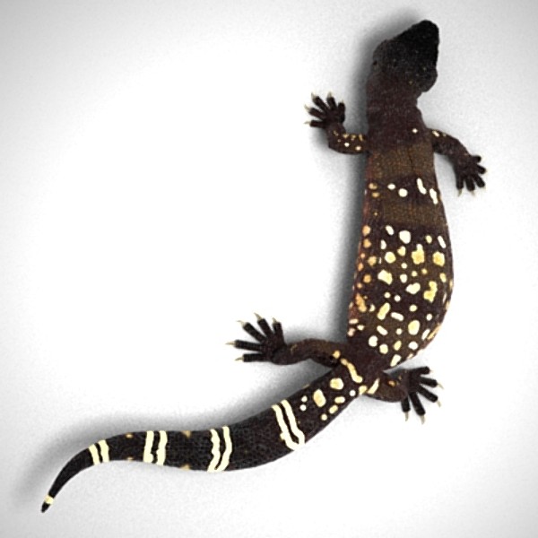 BeadedLizard_3DS.zip 3D Models