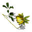 XfrogPlants Creeping Cinquefoil