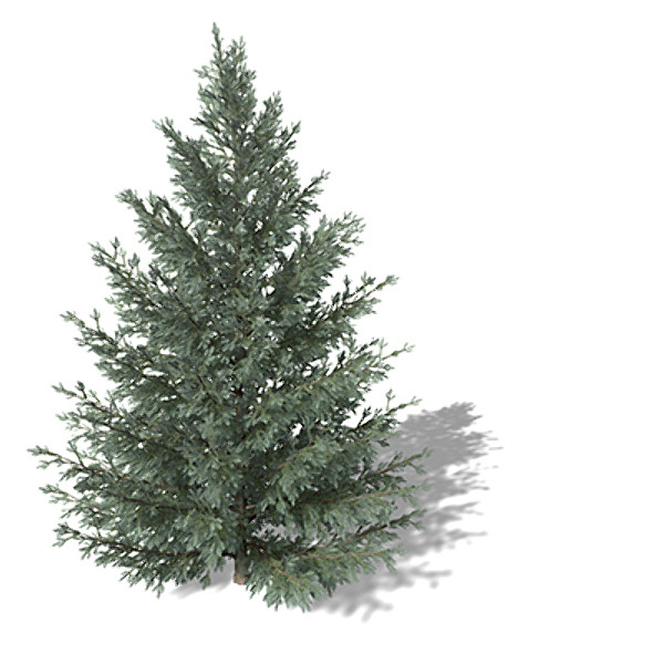 XfrogPlants White Spruce 3D Models