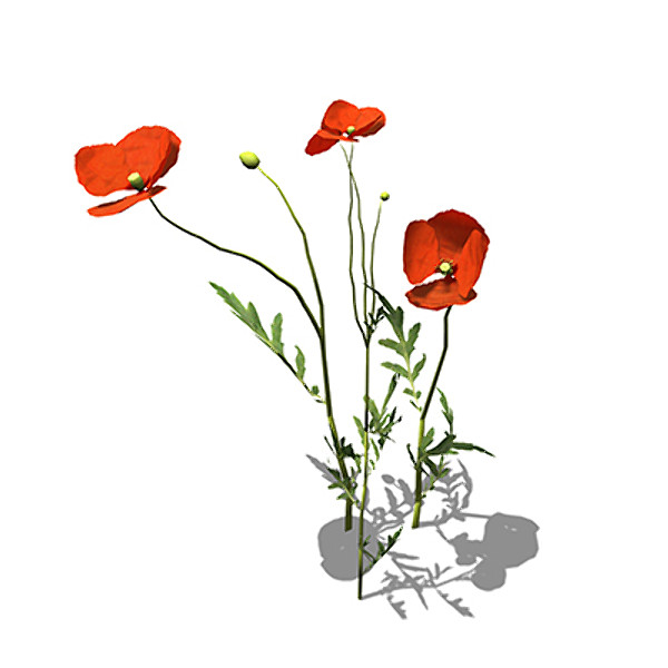 3ds max xfrogplants field poppy plant - XfrogPlants Field Poppy by xfrog