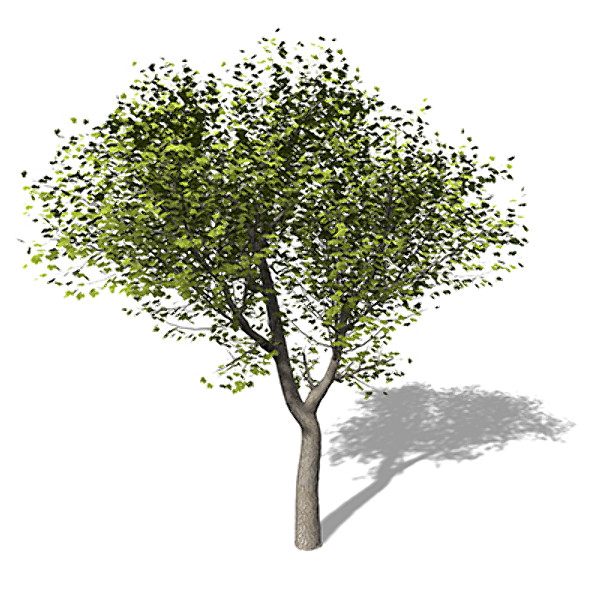 XfrogPlants Field Maple 3D Models