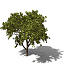 XfrogPlants Mango Tree FR