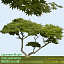 Japanese Maple 2 High Resolution
