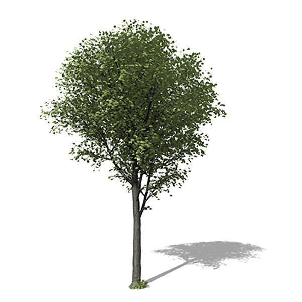 XfrogPlants Broad-leaved Linden 3D Models