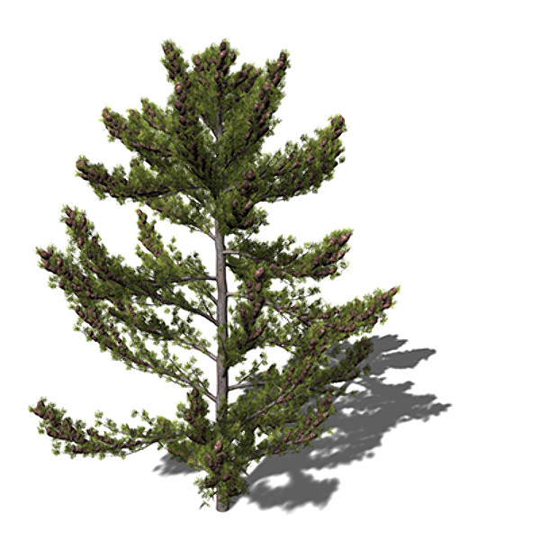 XfrogPlants Japanese White Pine 3D Models