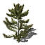 XfrogPlants Japanese White Pine