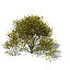 XfrogPlants Paloverde