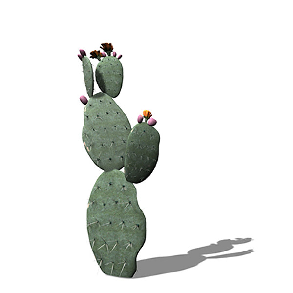 XfrogPlants Prickly Pear 3D Models