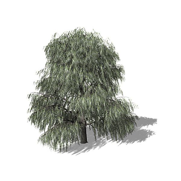 XfrogPlants Weeping Willow Texture Maps