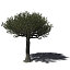 XfrogPlants Forest Sandpaper Fig