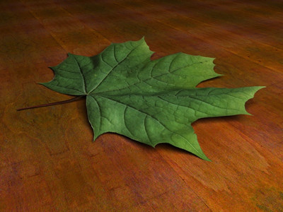 leaf 02