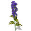 XfrogPlants Delphinium
