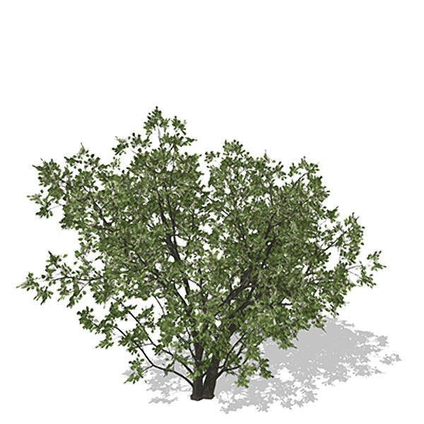 xfrogplants common hawthorn plant 3d model - XfrogPlants Common Hawthorn by xfrog