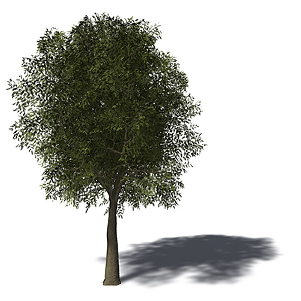 maya xfrogplants tamarind tree - XfrogPlants Tamarind by xfrog