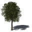 XfrogPlants Tamarind