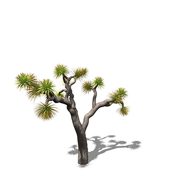 XfrogPlants Joshua Tree 3D Models