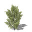 XfrogPlants Alpine Laburnum