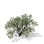 XfrogPlants Elderberry