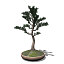 XfrogPlants Bonsai White Spruce