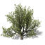 XfrogPlants English Oak