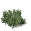 XfrogPlants Mugo Pine EU
