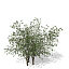 XfrogPlants European Bird-cherry