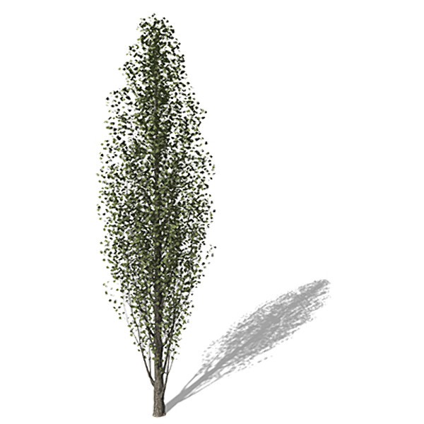 XfrogPlants Lombardy Poplar EU 3D Models