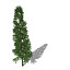XfrogPlants Lawsons Falsecypress