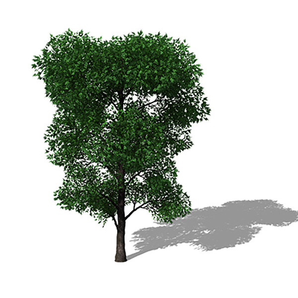 XfrogPlants Holm Oak 3D Models