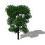 XfrogPlants Holm Oak