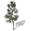 XfrogPlants Austrian Black Pine EU
