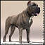 Perro de Presa Canario