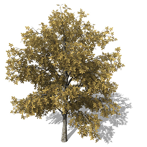 XfrogPlants Autumn European Walnut 3D Models