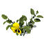 XfrogPlants Pansy